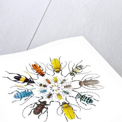 Long Horned Beetle in Circular pattern by Anonymous