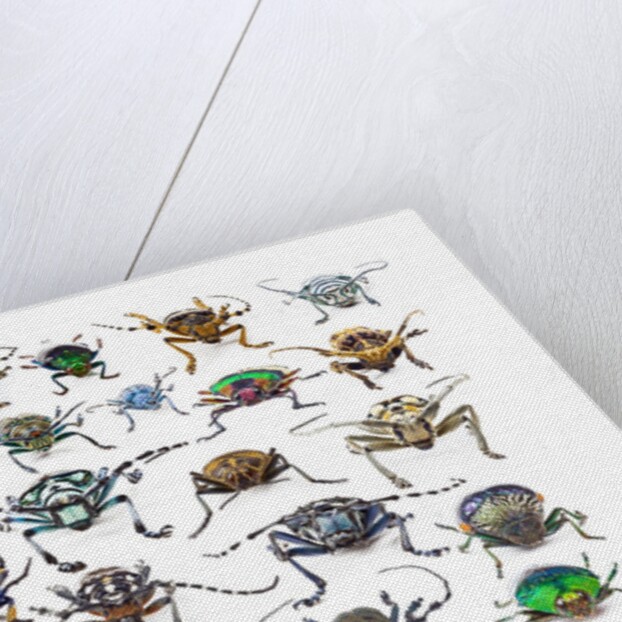Long Horned beetles head on view by Anonymous