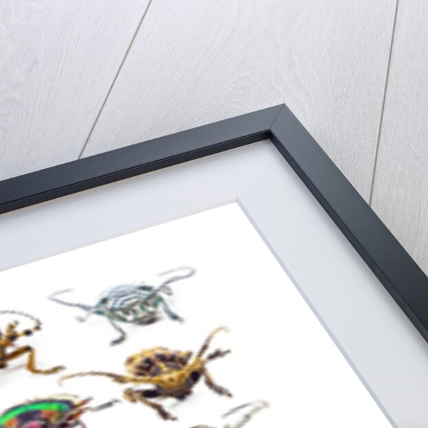 Long Horned beetles head on view by Anonymous