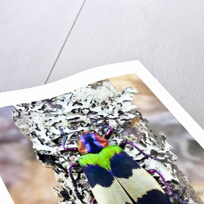 Jewel beetle Chrysochroa corbetti from Thailand on lichen covered branch by Anonymous