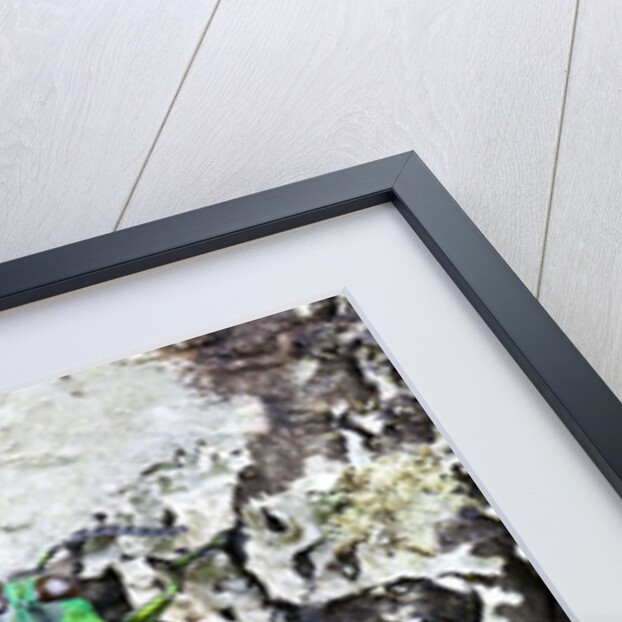 Catoxantha opulenta jewel beetle on lichen covered branch by Anonymous