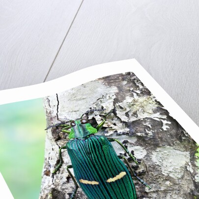 Catoxantha opulenta jewel beetle on lichen covered branch by Anonymous
