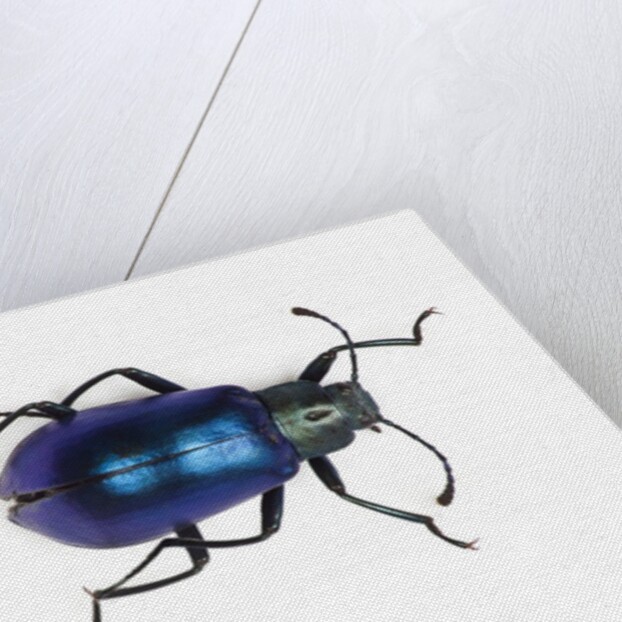 Long horned beetle Diastocera wallichi by Anonymous
