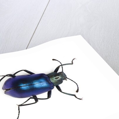 Long horned beetle Diastocera wallichi by Anonymous