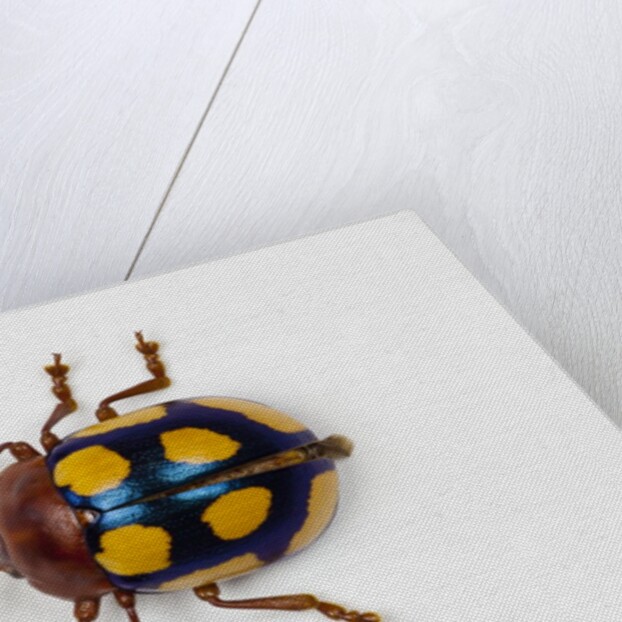 Long horned beetle Diastocera wallichi by Anonymous