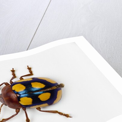 Long horned beetle Diastocera wallichi by Anonymous