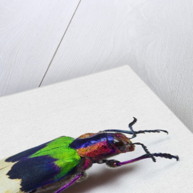 Side view of Jewel Beetle Chrysochroa corbetti from Thailand by Anonymous