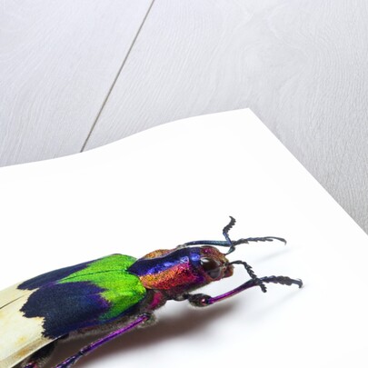 Side view of Jewel Beetle Chrysochroa corbetti from Thailand by Anonymous