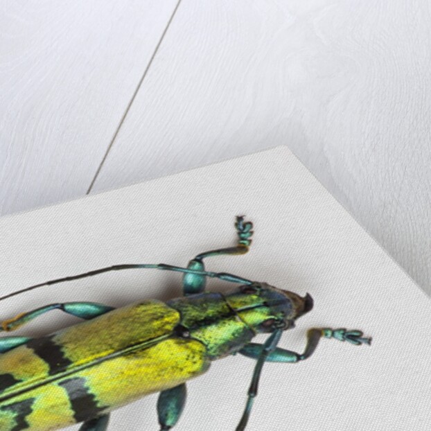 Colorful beetle Tmesisternus ssp - Sorong by Anonymous