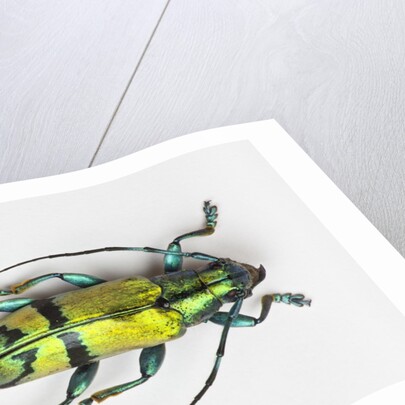 Colorful beetle Tmesisternus ssp - Sorong by Anonymous
