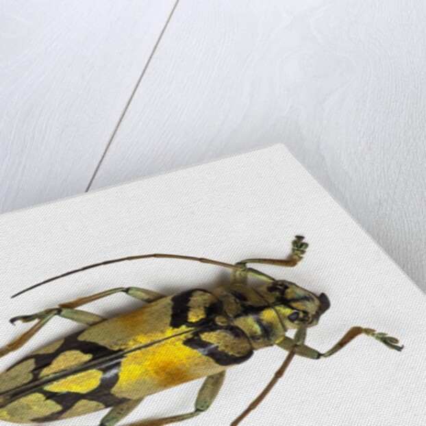 Colorful long horn beetle from Southeast Asia Tmesisternus rafaela by Anonymous