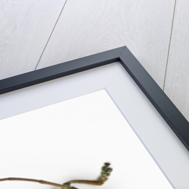 Colorful long horn beetle from Southeast Asia Tmesisternus rafaela by Anonymous