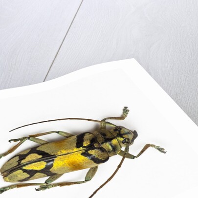 Colorful long horn beetle from Southeast Asia Tmesisternus rafaela by Anonymous