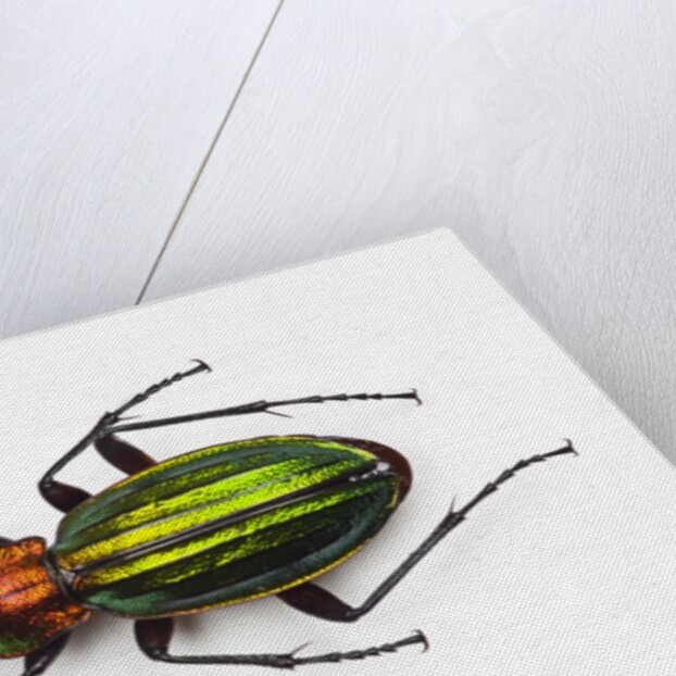 Chrysocarabus auronitens - France by Anonymous