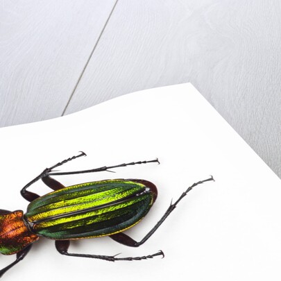 Chrysocarabus auronitens - France by Anonymous