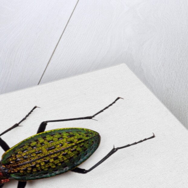 Beetle Acoptolabrus schrencki dongningensis - China, Heilongjiang in Carabidae family by Anonymous