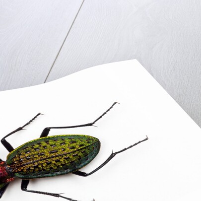 Beetle Acoptolabrus schrencki dongningensis - China, Heilongjiang in Carabidae family by Anonymous