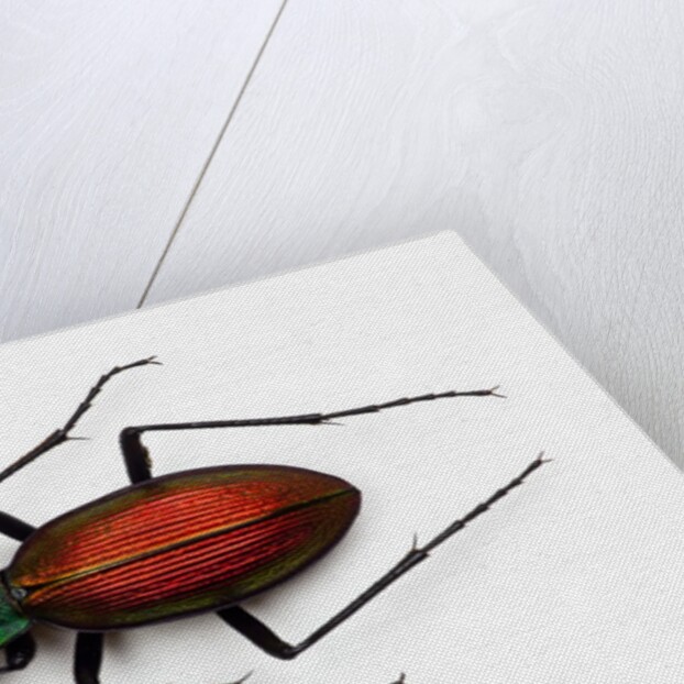 Beetle Ceroglossus chilensis colchaguensis in the Carabidae family by Anonymous