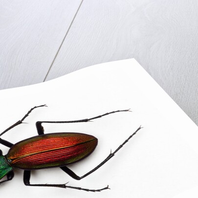 Beetle Ceroglossus chilensis colchaguensis in the Carabidae family by Anonymous