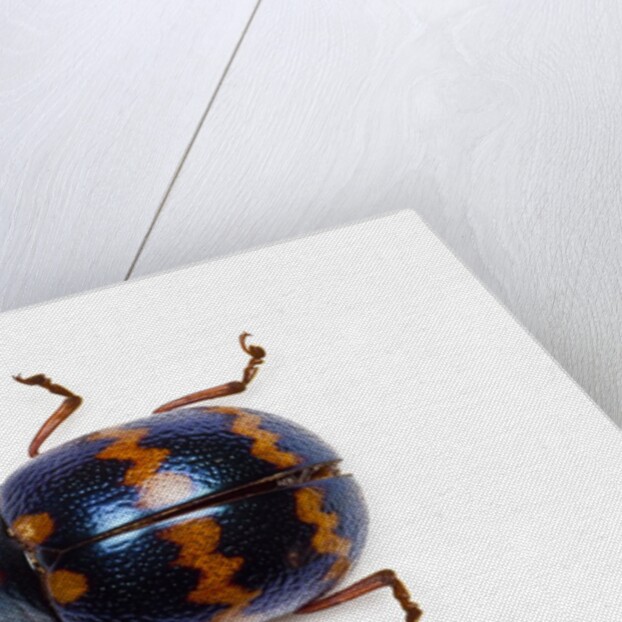 Long horned beetle Diastocera wallichi by Anonymous