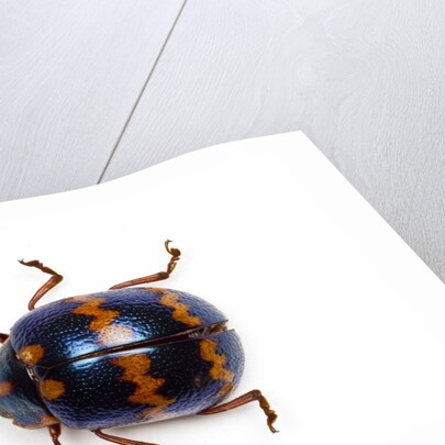 Long horned beetle Diastocera wallichi by Anonymous