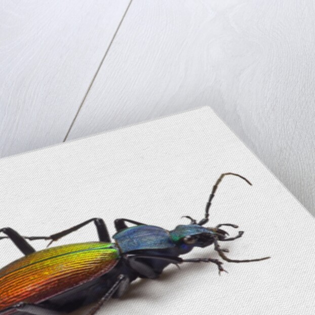 Beetle Chrysotribax hispanus latissimus from France in the Carabidae family by Anonymous