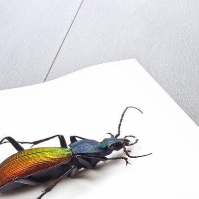 Beetle Chrysotribax hispanus latissimus from France in the Carabidae family by Anonymous