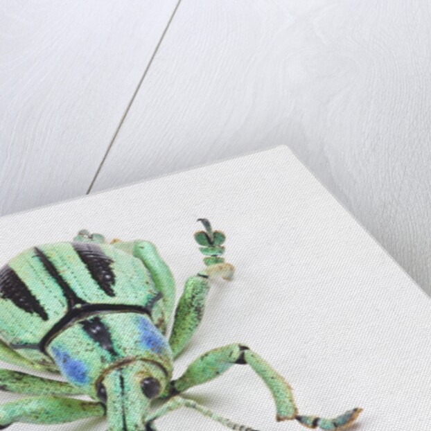 Head on view of Eupholus colorful weevil in Curculionidae family by Anonymous