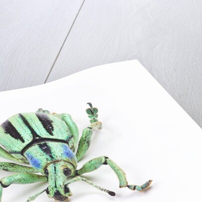 Head on view of Eupholus colorful weevil in Curculionidae family by Anonymous