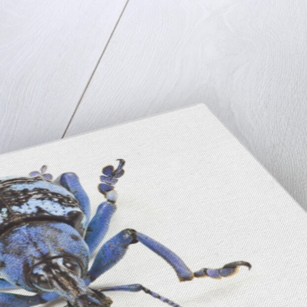 Head on view of Eupholus colorful weevil in Curculionidae family by Anonymous