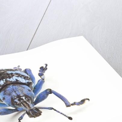 Head on view of Eupholus colorful weevil in Curculionidae family by Anonymous