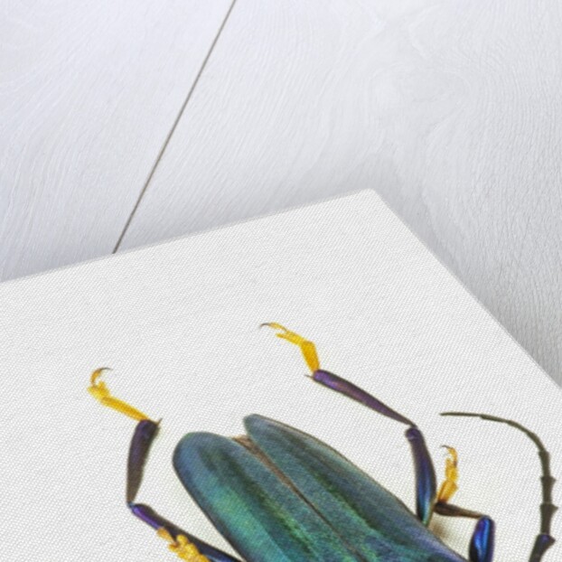 Head on photograph of long horn beetle Cerambycidae - sp. by Anonymous