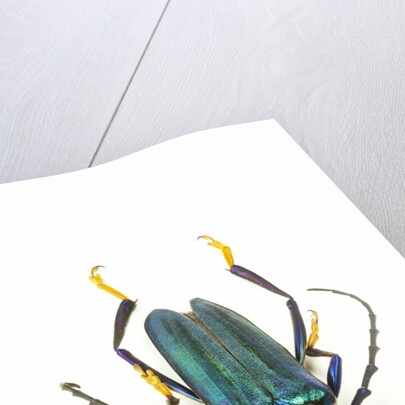 Head on photograph of long horn beetle Cerambycidae - sp. by Anonymous