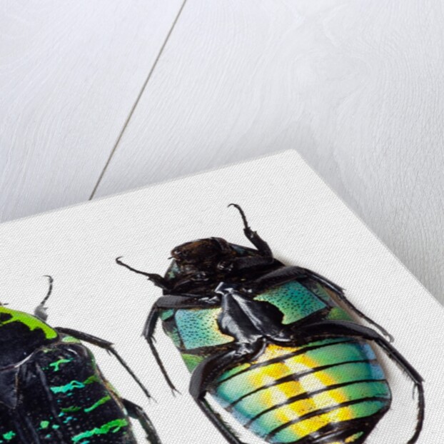 Flower beetle from Madagascar Euchroea coelestis coelestis by Anonymous