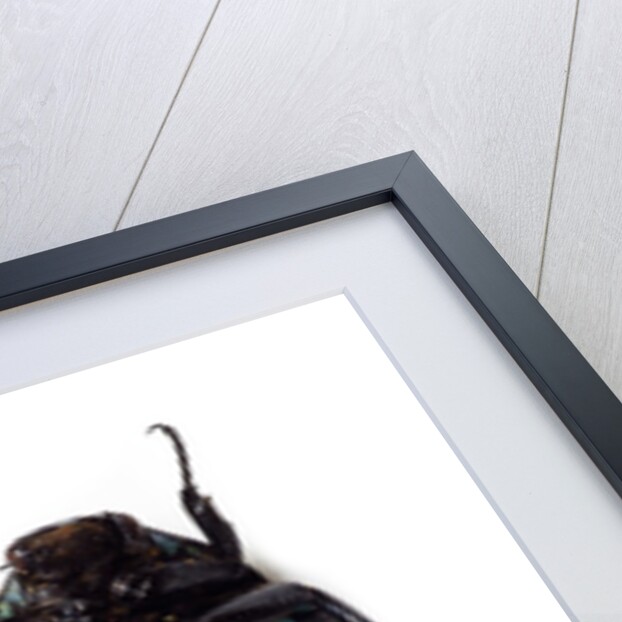 Flower beetle from Madagascar Euchroea coelestis coelestis by Anonymous