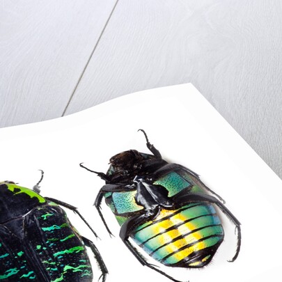 Flower beetle from Madagascar Euchroea coelestis coelestis by Anonymous