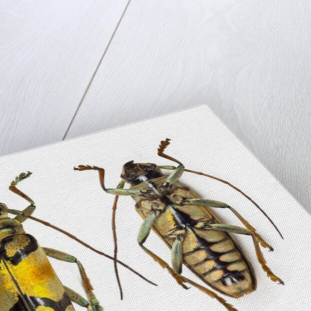 Top and bottom view of Long Horned beetle Glenea sarasinorum by Anonymous