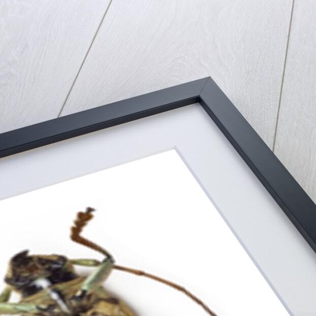 Top and bottom view of Long Horned beetle Glenea sarasinorum by Anonymous