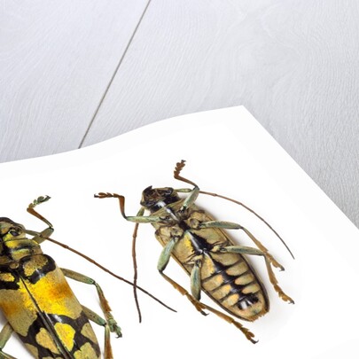 Top and bottom view of Long Horned beetle Glenea sarasinorum by Anonymous