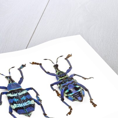 Top and Bottom view of Weevil Eupholus in the Curculionidae family by Anonymous