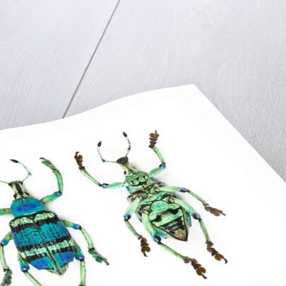 Top and Bottom view of Weevil Eupholus in the Curculionidae family by Anonymous