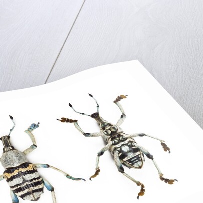 Top and Bottom view of Weevil Eupholus in the Curculionidae family by Anonymous