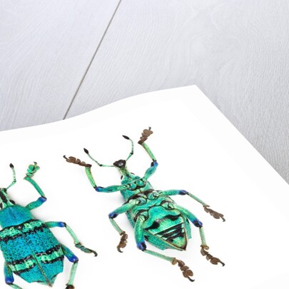 Top and Bottom view of Weevil Eupholus in the Curculionidae family by Anonymous