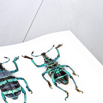 Top and Bottom view of Weevil Eupholus in the Curculionidae family by Anonymous
