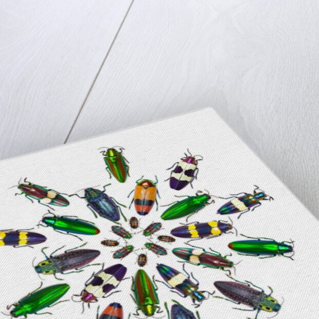 Cicular design pattern of Jewel Beetles by Anonymous