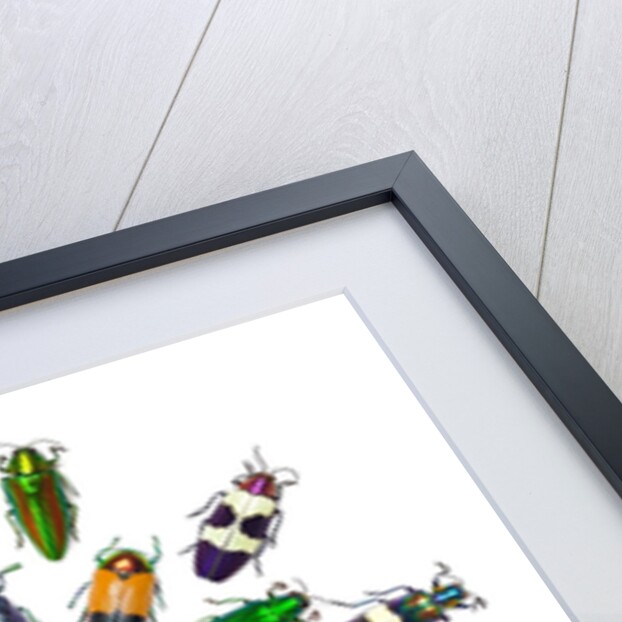 Cicular design pattern of Jewel Beetles by Anonymous