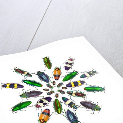Cicular design pattern of Jewel Beetles by Anonymous