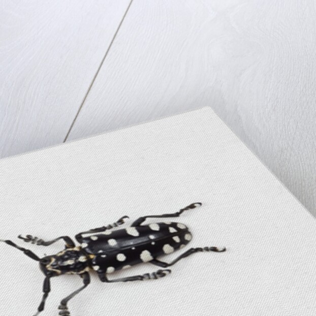 Top view of Long Horned Beetle Threnetica lacrymans by Anonymous
