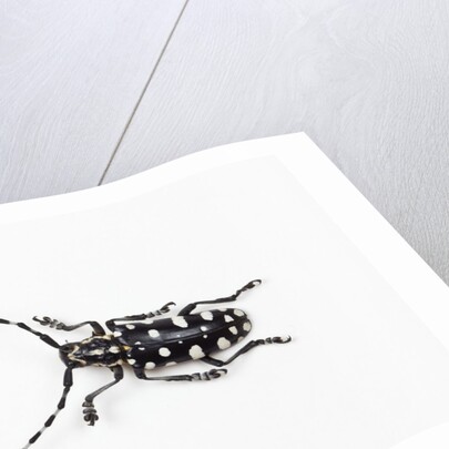Top view of Long Horned Beetle Threnetica lacrymans by Anonymous