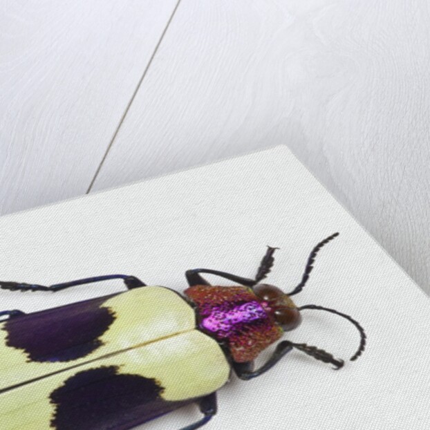 Jewel Beetle from Thailand Chrysochroa buqueti buqueti by Anonymous